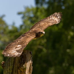 Fasanerie_Hanau-20130616-018
