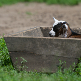 Fasanerie_Hanau-20130616-002