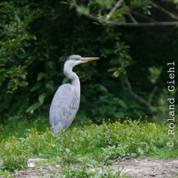 Fasanerie_Hanau-20130616-006