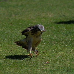 Fasanerie_Hanau-20130616-020