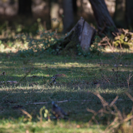 Fasanerie_Hanau_20190921_0008