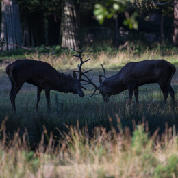 Fasanerie_Hanau_20190921_0017