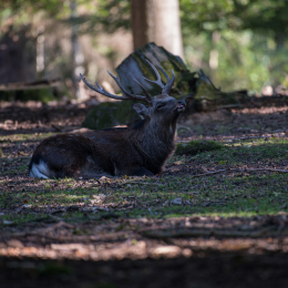 Fasanerie_Hanau_20190921_0004