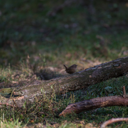 Fasanerie_Hanau_20190921_0007