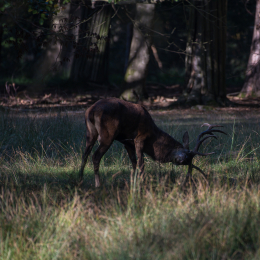 Fasanerie_Hanau_20190921_0014