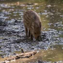 Fasanerie_Hanau_20190921_0006