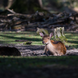 Fasanerie_Hanau_20190921_0003