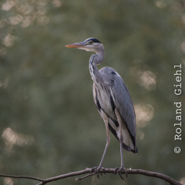 Fasanerie_Hanau_20190921_0025