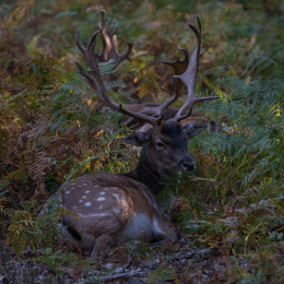 Fasanerie_Hanau_20190921_0009