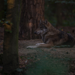 Fasanerie_Hanau_20190921_0024