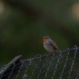 Fasanerie_Hanau_20190921_0021