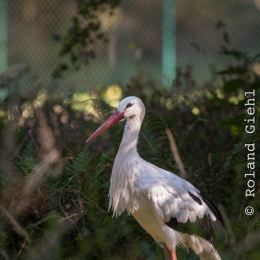 Fasanerie_Hanau_20190921_0002