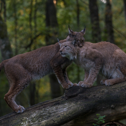 Fasanerie_Hanau_20190921_0023