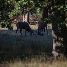 Fasanerie_Hanau_20190921_0011
