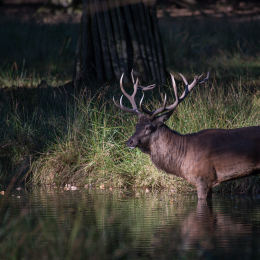 Fasanerie_Hanau_20190921_0016
