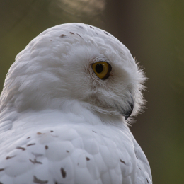 Fasanerie_Hanau_20190921_0026