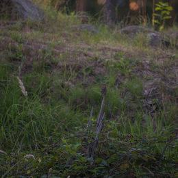 Fasanerie_Hanau_20190921_0020