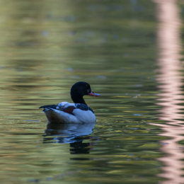Fasanerie_Hanau_20190921_0001