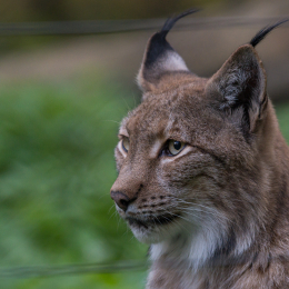 Fasanerie_Hanau_20190921_0022