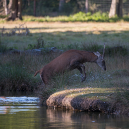 Fasanerie_Hanau_20190921_0019