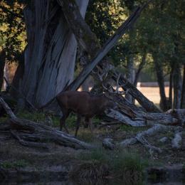 Fasanerie_Hanau_20190921_0012
