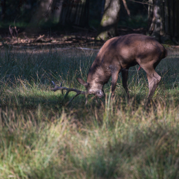 Fasanerie_Hanau_20190921_0013