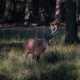 Fasanerie_Hanau_20190921_0015
