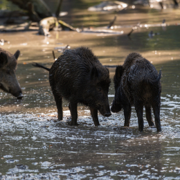 Fasanerie_Hanau_20190921_0005