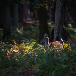 Fasanerie_Hanau_20190921_0010