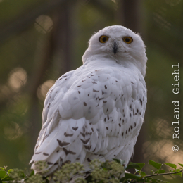 Fasanerie_Hanau_20190921_0027