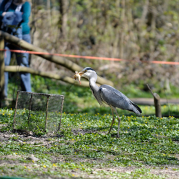 fasaneriewiesbad_11_2010-04-18