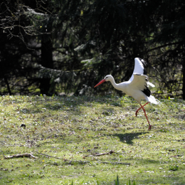 fasaneriewiesbad_22_2010-04-18