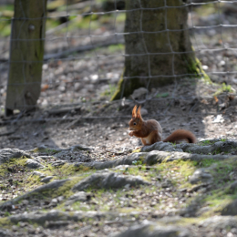 fasaneriewiesbad_39_2010-04-18