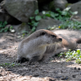 fasaneriewiesbad_01_2010-04-18