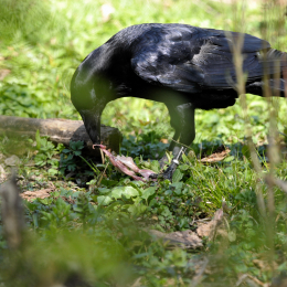 fasaneriewiesbad_05_2010-04-18