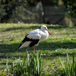 fasaneriewiesbad_15_2010-04-18