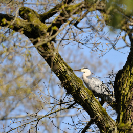 fasaneriewiesbad_18_2010-04-18