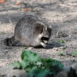 fasaneriewiesbad_29_2010-04-18