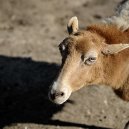 fasaneriewiesbad_45_2010-04-18