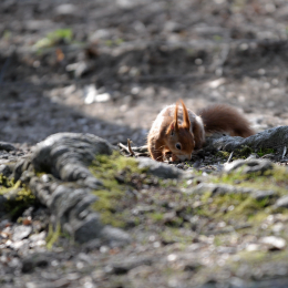 fasaneriewiesbad_40_2010-04-18