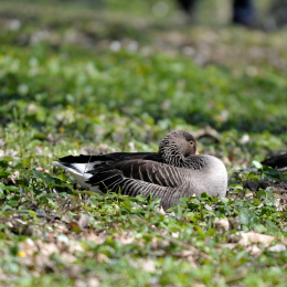 fasaneriewiesbad_08_2010-04-18