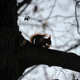 fasaneriewiesbad_43_2010-04-18