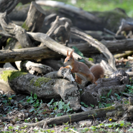 fasaneriewiesbad_26_2010-04-18