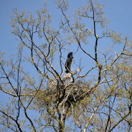 fasaneriewiesbad_19_2010-04-18