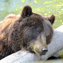 fasaneriewiesbad_31_2010-04-18