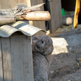 Fasanerie Wiesbaden April 2010