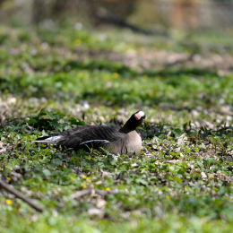 fasaneriewiesbad_06_2010-04-18