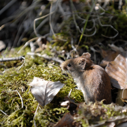 fasaneriewiesbad_33_2010-04-18