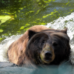 fasaneriewiesbad_30_2010-04-18