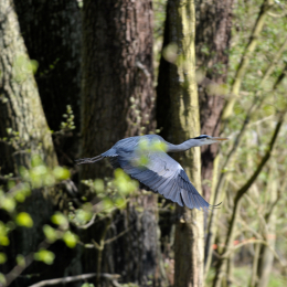 fasaneriewiesbad_12_2010-04-18